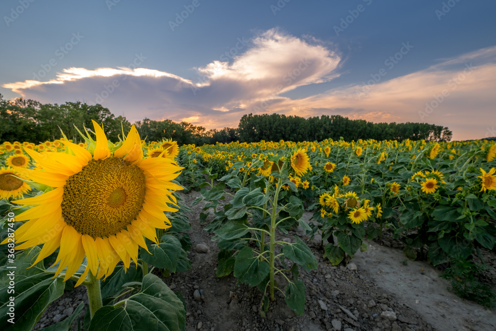 Obraz premium flowers and sunflower field at the end of the day in Provence