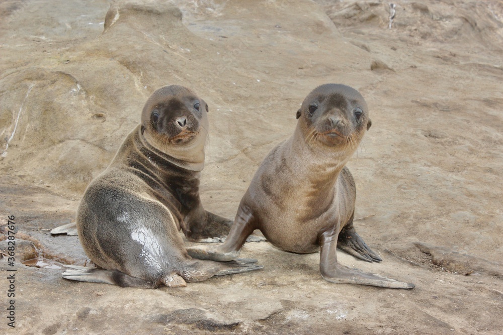 Fototapeta premium Curious Baby Sea Lions