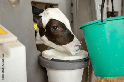 Murais de parede Dairy calves fed milk in the stable