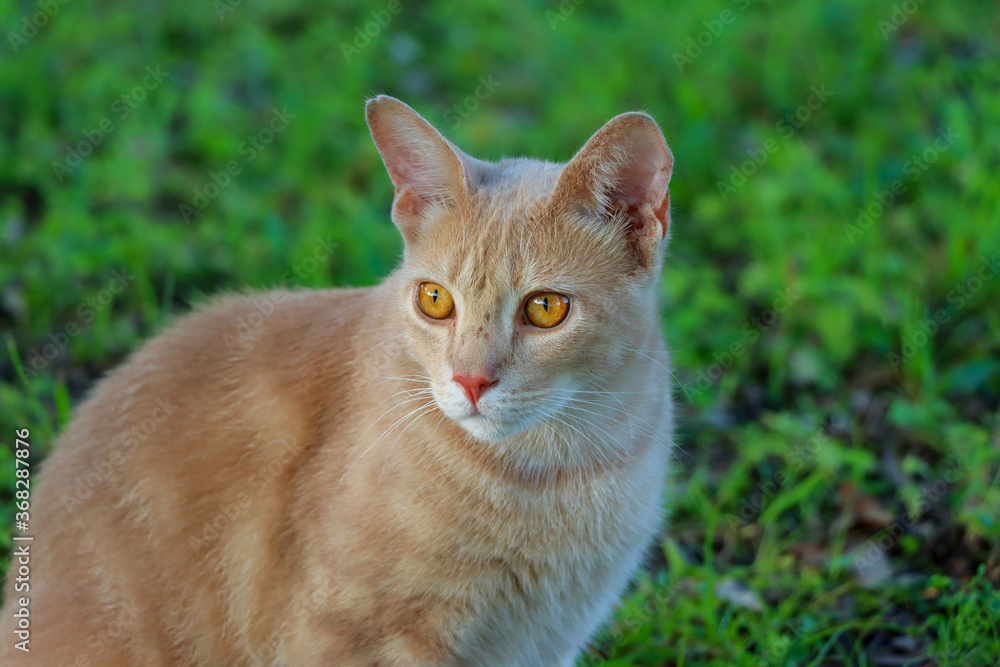 Close up image of an orange tabby cat