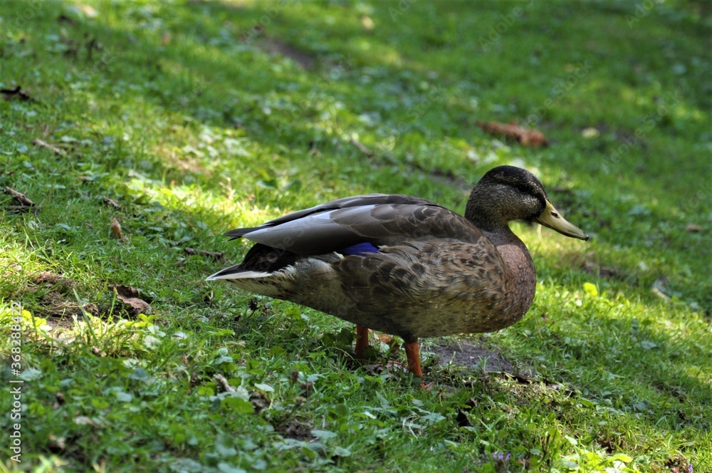 Female mallard standing in the grass besides a lake Female mallard standing in the grass besides a lake