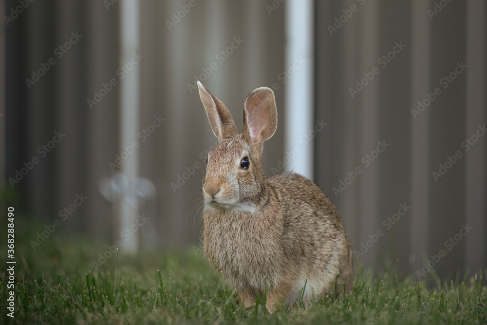 Fototapeta premium bunny on the grass