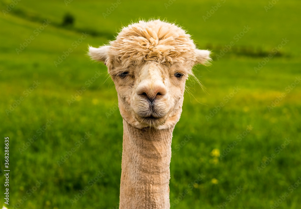 An apricot coloured Alpaca stares unflinchingly at the camera in Charnwood Forest, UK on a spring day, shot with face focus and blurred background