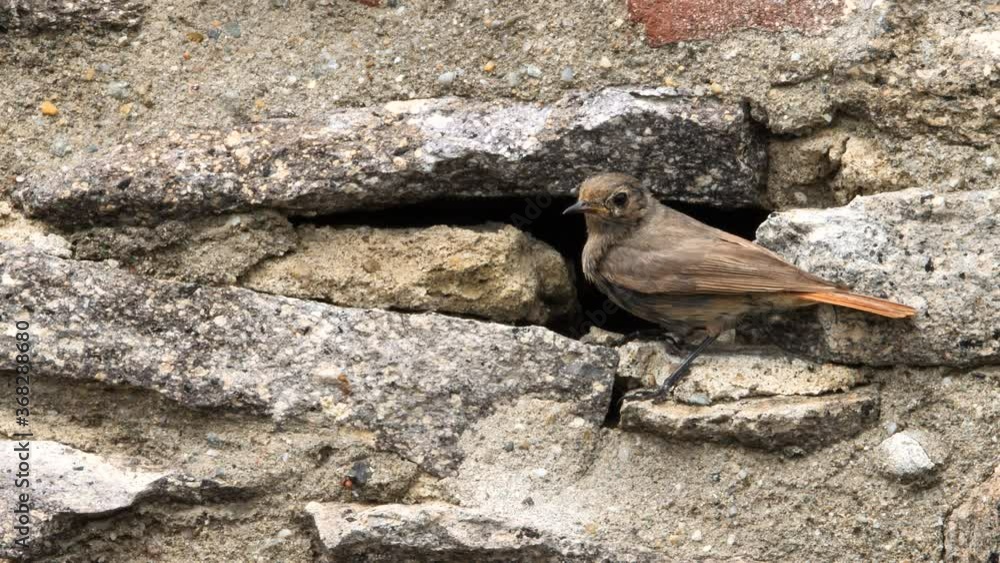Black redstart Bird female feeding chicks at the nest hole (Phoenicurus ochruros) Bird close-up Black redstart Bird female feeding chicks at the nest hole (Phoenicurus ochruros) Bird close-up
