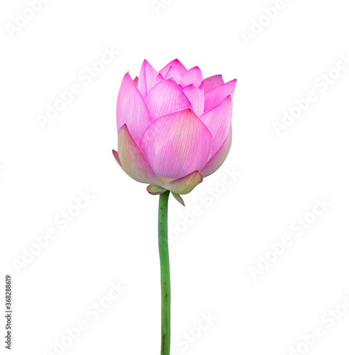 lotus on isolated white background.