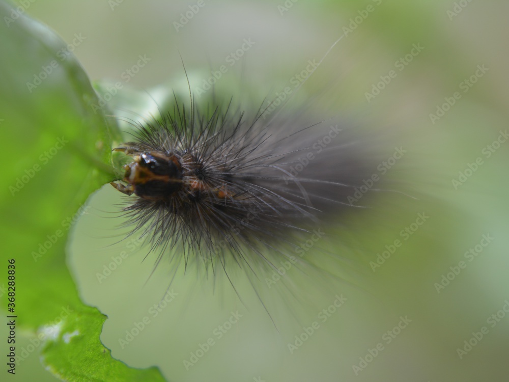 Garden Tiger Caterpillar eating a leaf in Portsmouth UK July