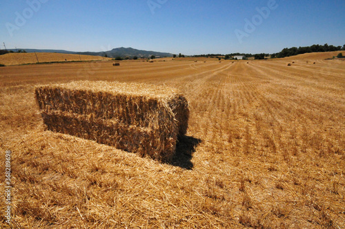 Campo de trigo