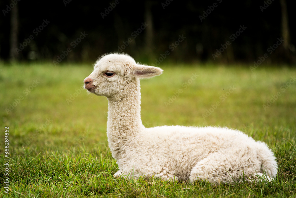 Whita alpaca baby sitting on the grass Whita alpaca baby sitting on the grass