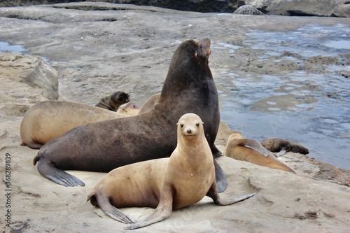 La Jolla Sea Lions