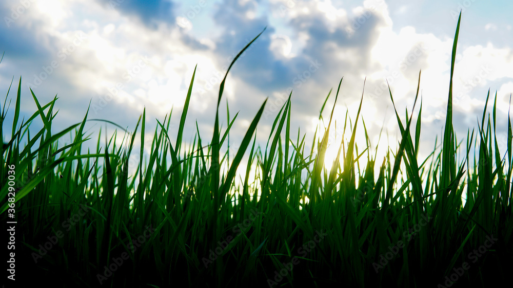 Fototapeta premium green grass and blue sky