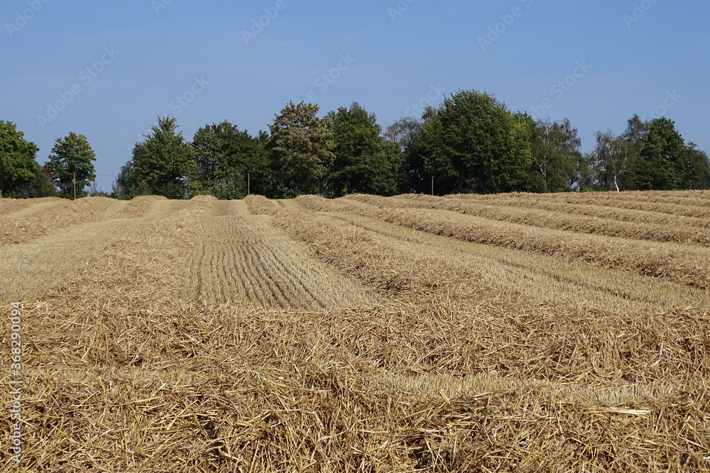 Getreideernte im Sommer