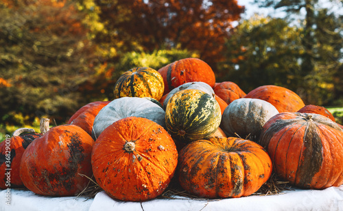 Colorful pumpkins and squashes in different varieties. Background photo