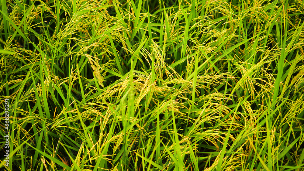 Rice close up of green grass Rice close up of green grass