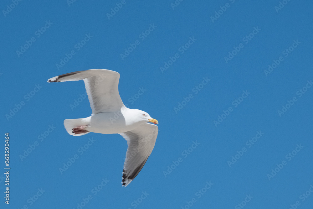 Obraz premium seagull