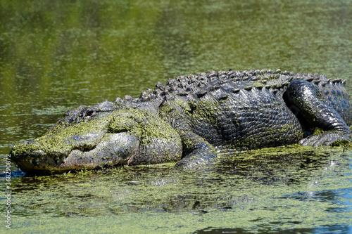 American Alligator 