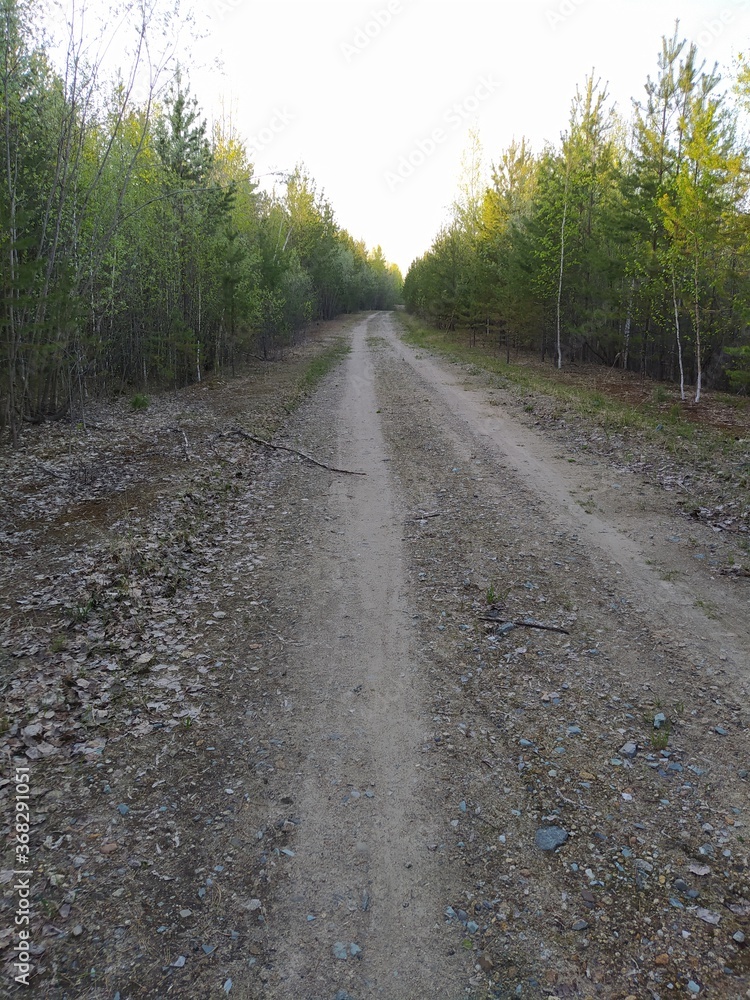 road in the woods road in the woods