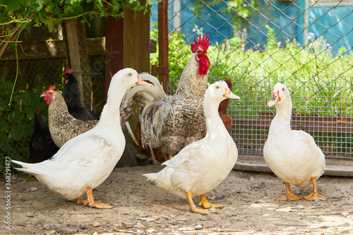 poultry yard. chicken, ducs and cock at farmyard. rural domestic animals. photo