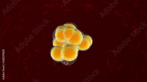 3D Animation of a Fat cells multiplying and growing in the human body.