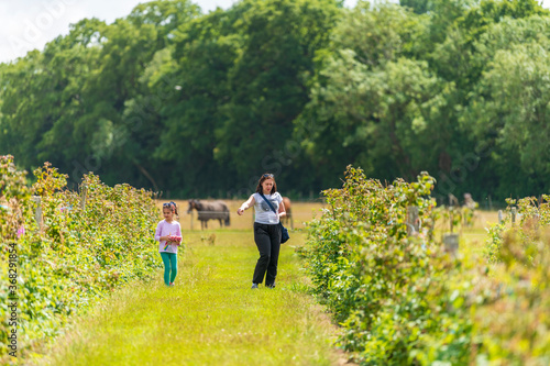 Young female and her daughter are picking fresh farm raspberries in field in Sevenoaks, Kent