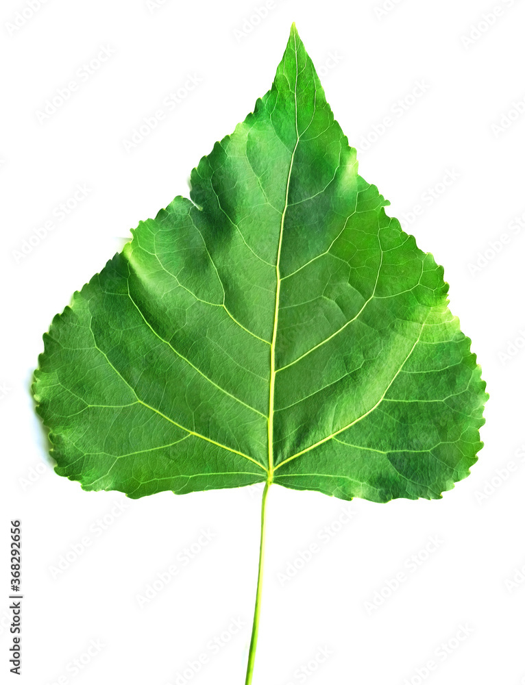 Obraz premium Green leaf of poplar close up isolated on white background