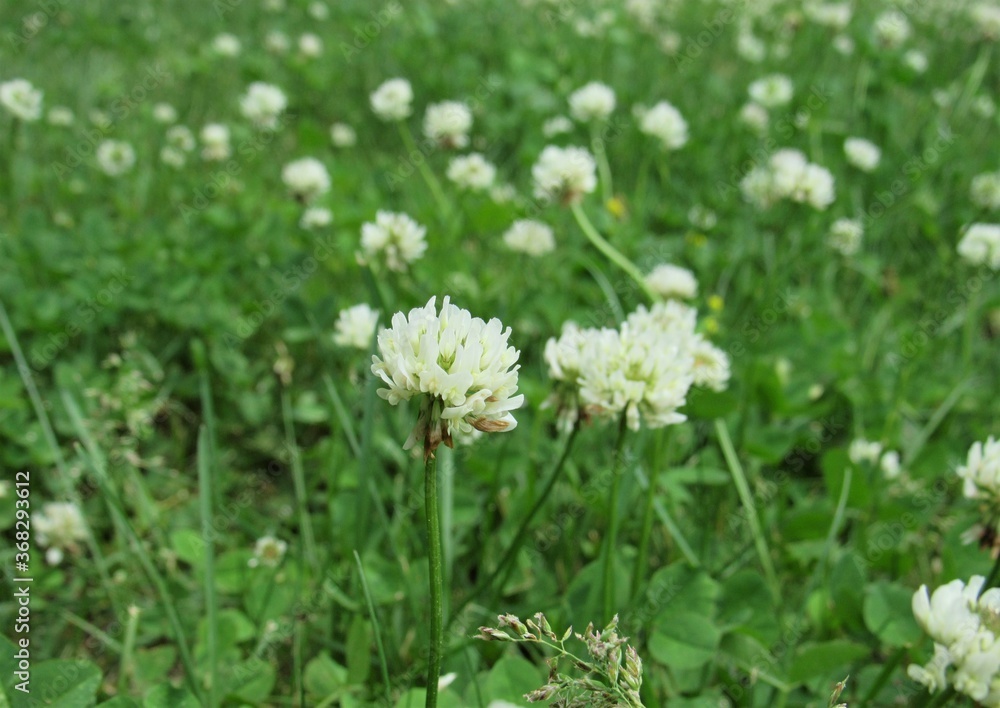 A field full of Trifolium repens, also known as the white clover A field full of Trifolium repens, also known as the white clover