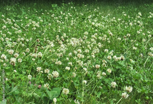 A field full of Trifolium repens, also known as the white clover