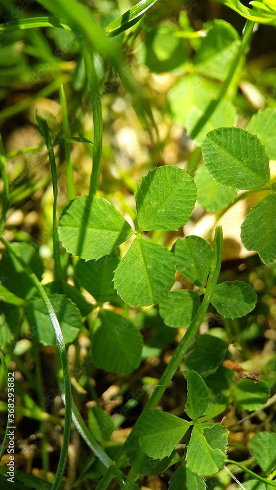 Clover leaf Clover leaf