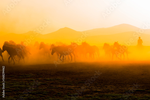 Fototapeta Naklejka Na Ścianę i Meble -  Spectacular view of wild horses at sunset. Everywhere dust cloud. Kayseri. Turkey.