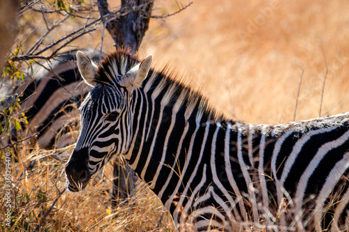 Safari in Südafrika