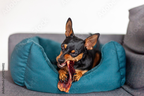 miniature pinscher small dog eating pigs ear in bed