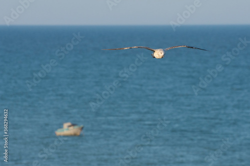 A large seagull flies over the sea. Seascape with a seagull and a boat on the horizon.