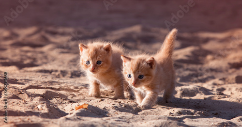 Two cute red kittens are standing on the sand