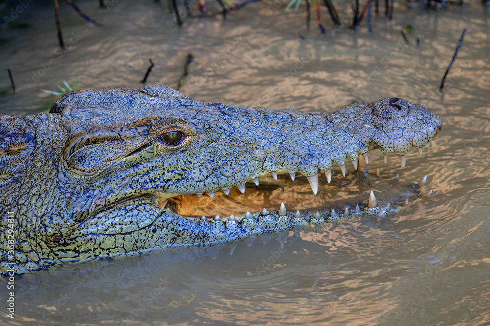 Obraz premium Krokodil