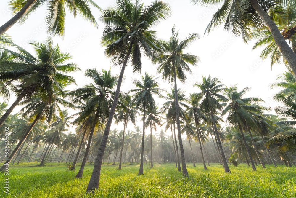 Obraz premium coconut palm trees