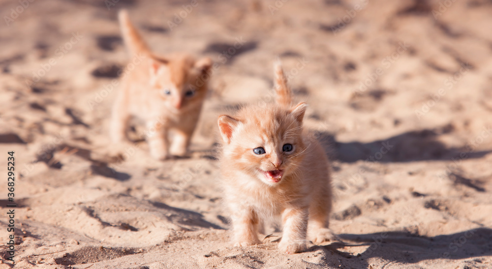 In the open air, two red kittens walk on the sand. Close up