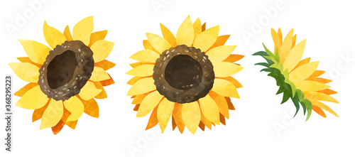 Watercolor sunflower bud clipart. Yellow flowers hand drawn clip art set