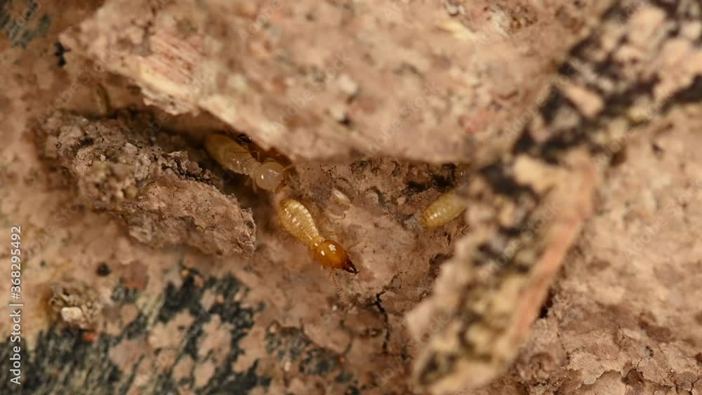 small termite on timber. The termite on the ground is searching for food to feed the larvae in the cavity. small termite on timber. The termite on the ground is searching for food to feed the larvae in the cavity.