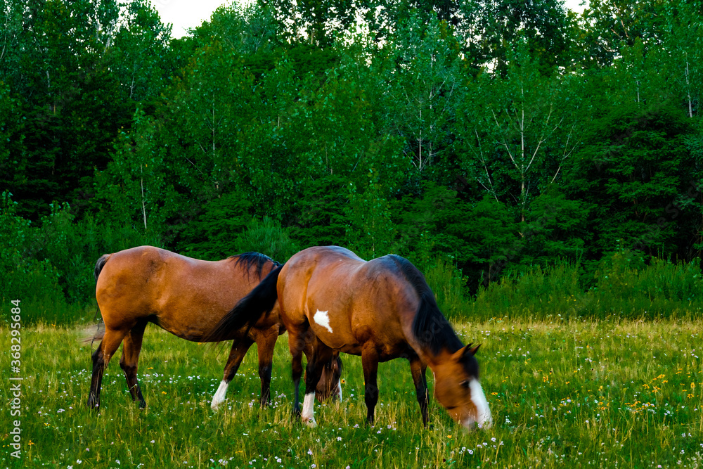 Obraz premium horses