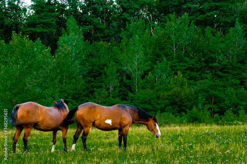 horses in the green