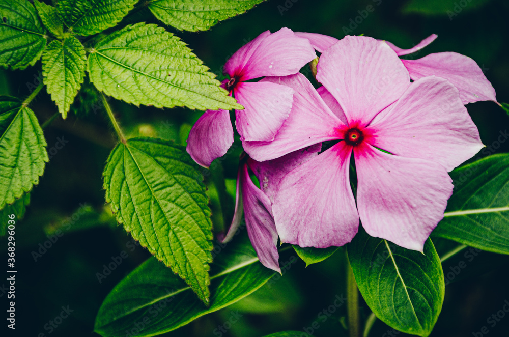 pink hydrangea flower pink hydrangea flower