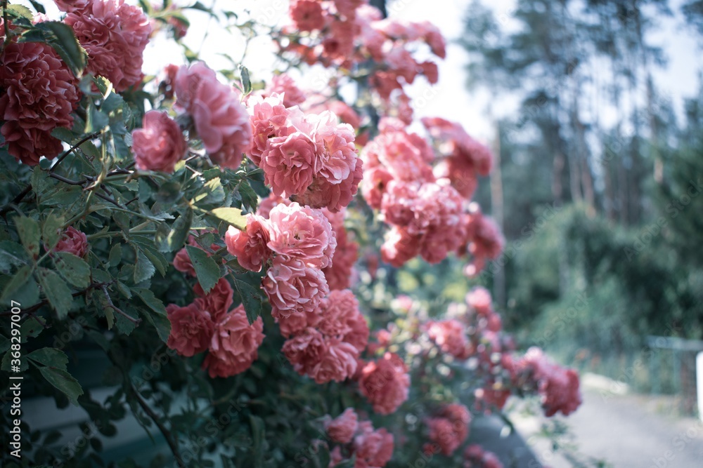 Fototapeta premium Background of rose bushes in bloom