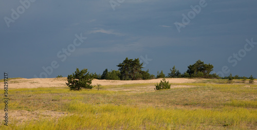 Small pine trees in a field with blue sky in spring or summer © Dmitry