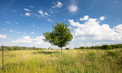 One tree in a field with blue sky in spring or summer