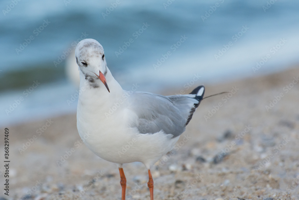 Funny bird. Portrait of an Ivory gull walking along the seashore. Funny bird. Portrait of an Ivory gull walking along the seashore.