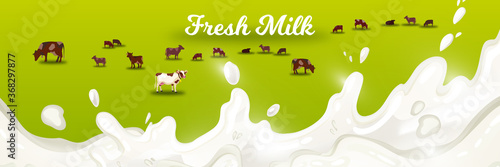 Milk farm vector illustration with grazing cows on green meadow with white splash. Agricultural farming concept with field, livestock, milk, cream. Rural horizontal banner for fresh dairy products