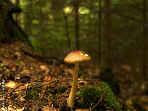 brown mushroom in the forest