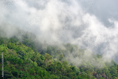 The mist drifts over the trees at the mountains.rain season