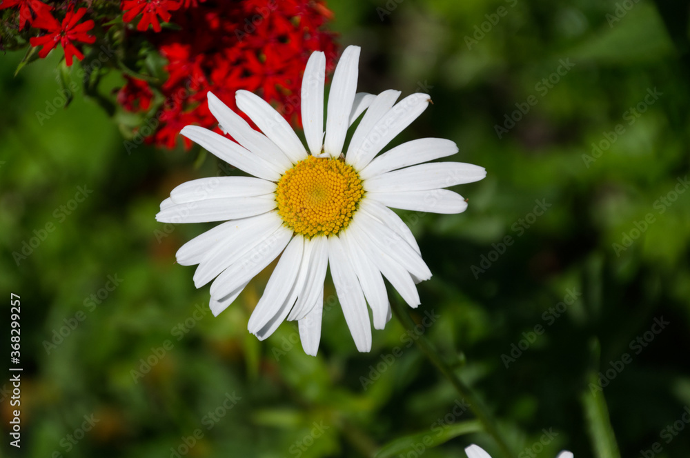 Fototapeta premium White Daisy Flower