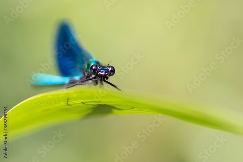  dragonfly portrait