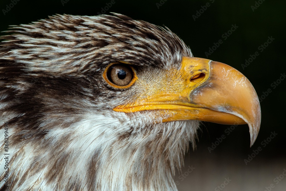 Fototapeta premium eagle
